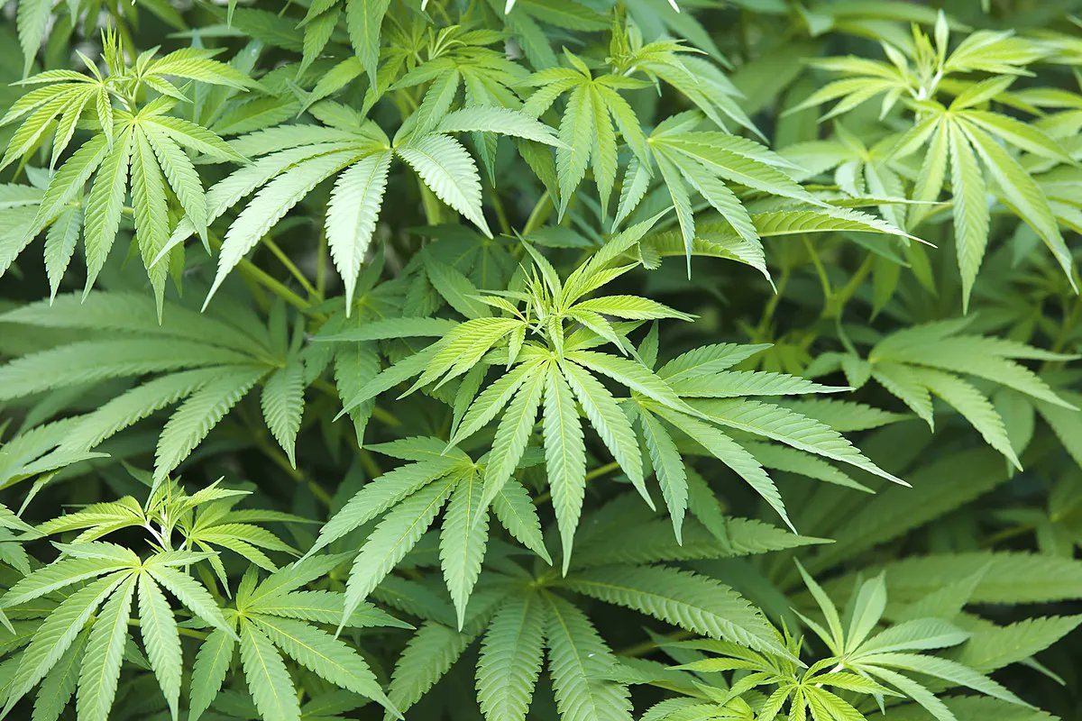 cannainvestors tweet picture