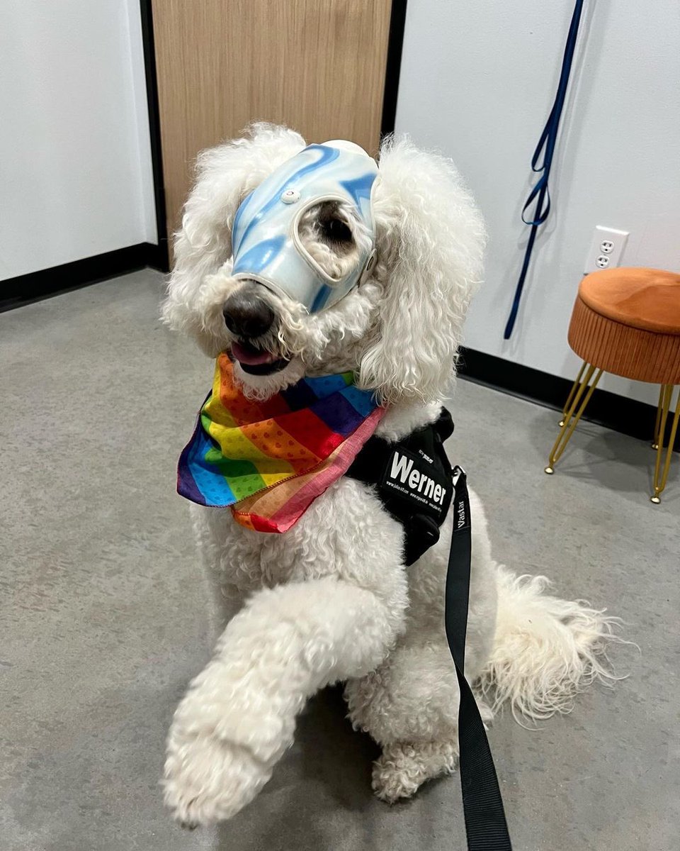 dog_rates's tweet image. This is Werner. His vets found a rare cancer when he was 2. Some said it was inoperable, but his team wanted to try. Surgeons operated for 9 hours, a custom helmet was made for his noggin, and @Trupanion made it all possible. Werner is cancer-free because of them. 13/10 #partner