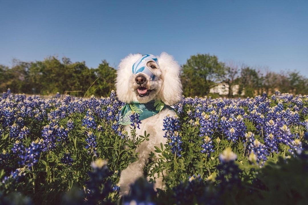 dog_rates's tweet image. This is Werner. His vets found a rare cancer when he was 2. Some said it was inoperable, but his team wanted to try. Surgeons operated for 9 hours, a custom helmet was made for his noggin, and @Trupanion made it all possible. Werner is cancer-free because of them. 13/10 #partner