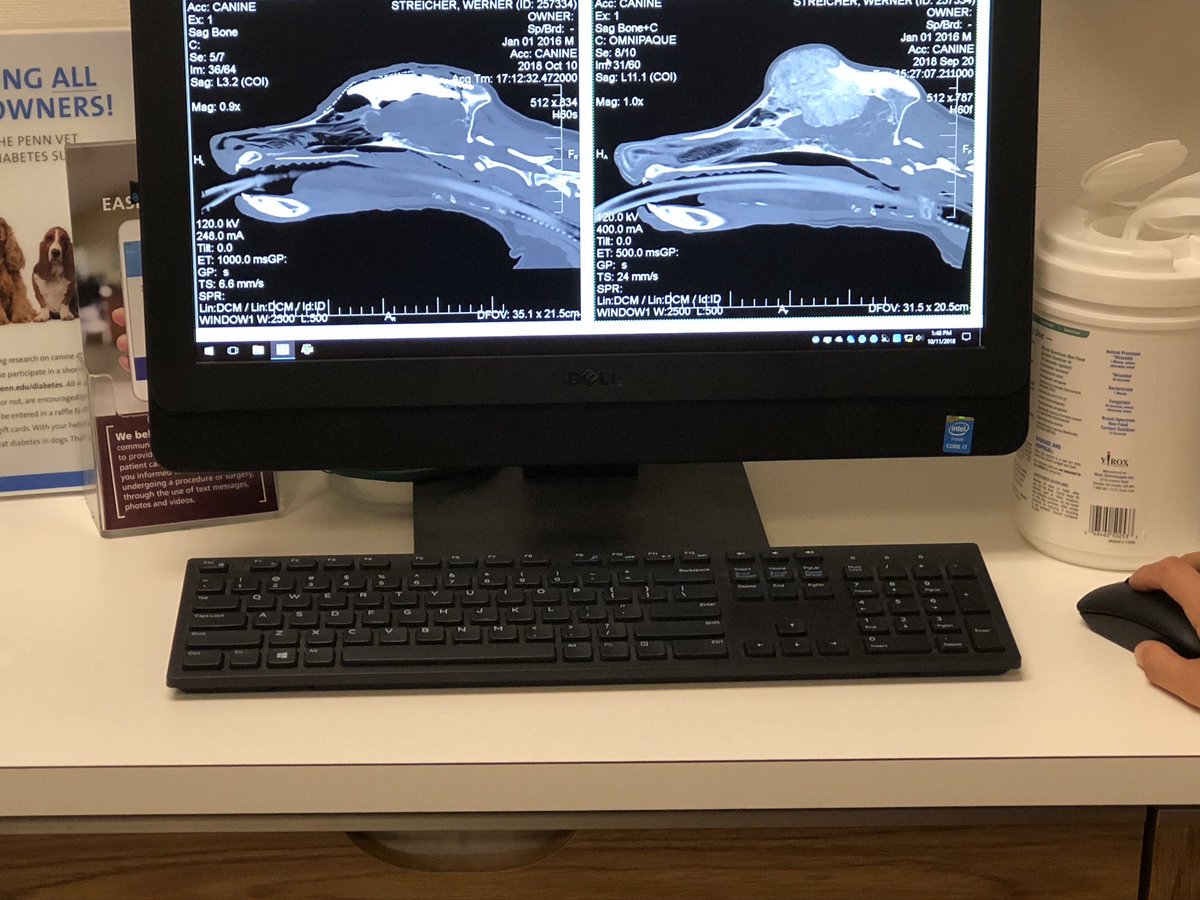 dog_rates's tweet image. This is Werner. His vets found a rare cancer when he was 2. Some said it was inoperable, but his team wanted to try. Surgeons operated for 9 hours, a custom helmet was made for his noggin, and @Trupanion made it all possible. Werner is cancer-free because of them. 13/10 #partner