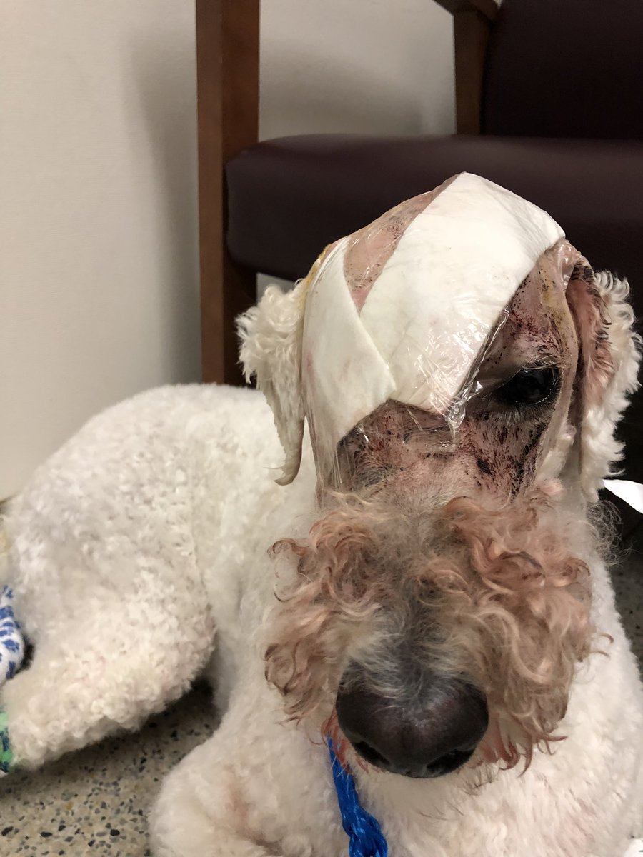 dog_rates's tweet image. This is Werner. His vets found a rare cancer when he was 2. Some said it was inoperable, but his team wanted to try. Surgeons operated for 9 hours, a custom helmet was made for his noggin, and @Trupanion made it all possible. Werner is cancer-free because of them. 13/10 #partner