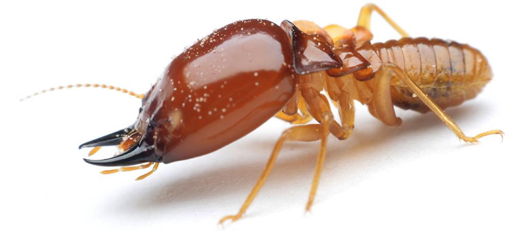termite537's tweet photo. How to get the perfect termite body: a thread for termites https://t.co/hTTS6gbpZI