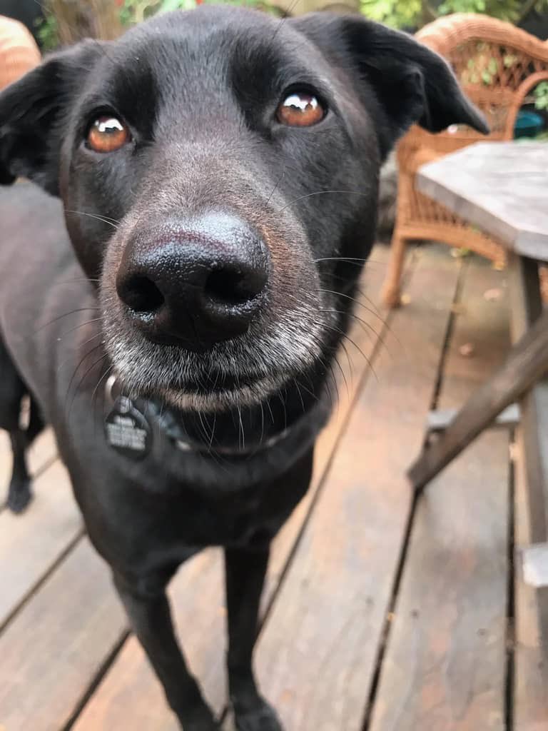 You cans Boop dis if you like. I am wit de petsidder an my sissa Mimsey.  Now dat I ams nearly tree years old, I am okay wit Momma an Da taking a trip-I know Dey comes back. I’m a big girl now.