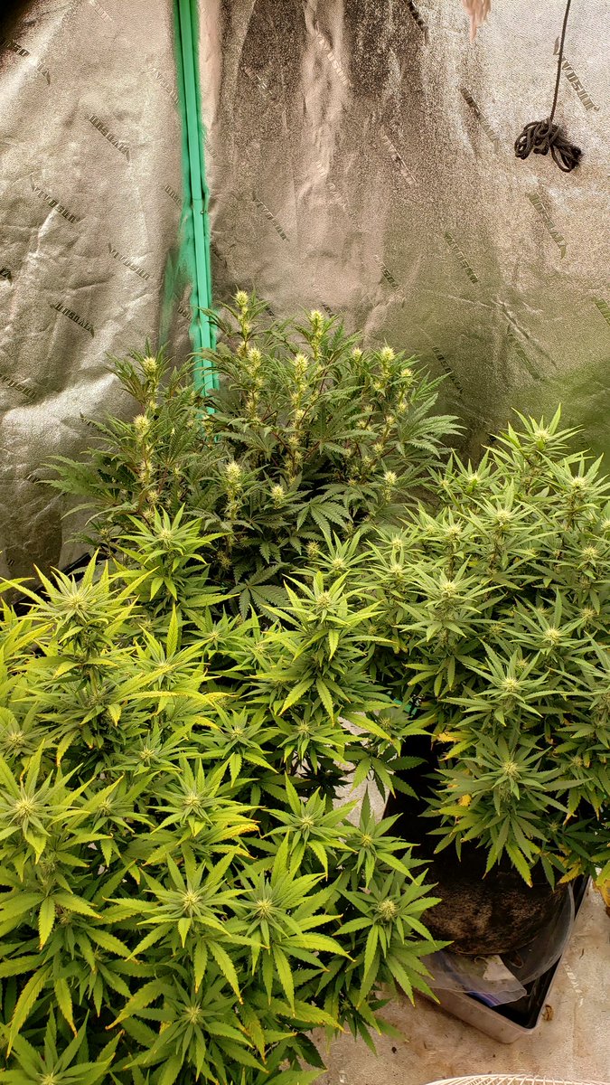 WeedCane's tweet photo. Tuesday &amp; this Blackwater is looking stout. @UNITFARM_led with the UFS3000 blowing it up. Keep that smile huge &amp; keep away from negative crap. Stay lifted 💨 fam.
#Mmemberville #gdc #growyourown #420life #ppp #legalizeweed #unitfarmled #StonerFam #420friendly #cannabiscommunity https://t.co/mI9cnUyNSI