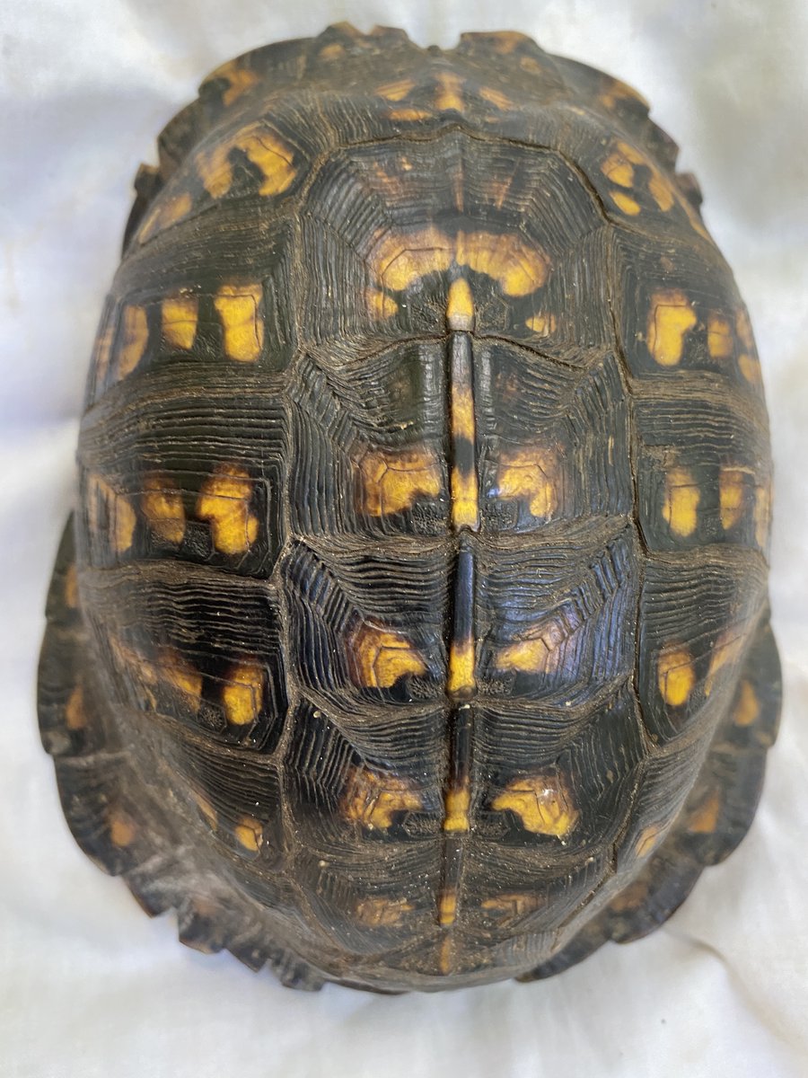 andyroyle_pwrc's tweet photo. whereas most turtles have 5 vertebral scutes down the middle of their backs this stylish fellow has 8, which I've never seen before. I'm sure it will lead to extra reproductive opportunities. #turtlescience https://t.co/BWTqJvfnJm