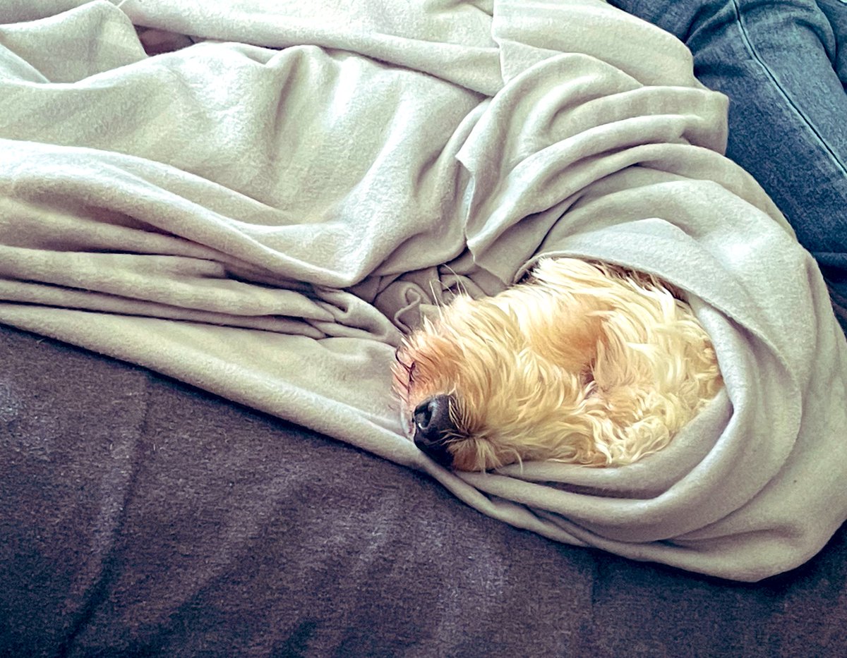 WilsonandJim1's tweet photo. Got to visits the vetty man agains tonight’s to haves another check up on my ears! My problem seems to have moved to my other ear now 🤦‍♀️ rather stay here wrapped up in my blanket in the warm 🐶🐶 https://t.co/tUqJKxaVvQ