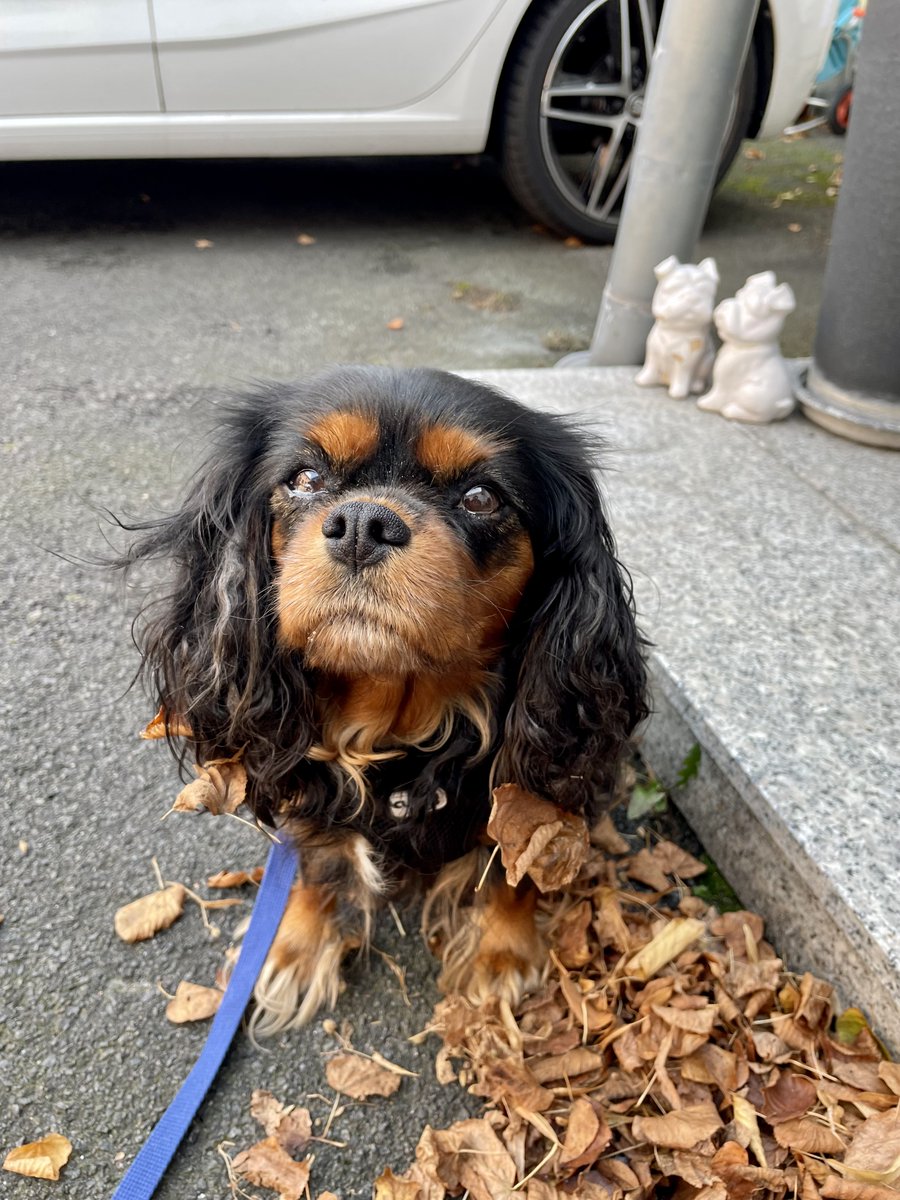 0FF1C3D0G's tweet photo. I help diligently to sweep up the leaves in the yard 🍂 https://t.co/gXneGmzLej