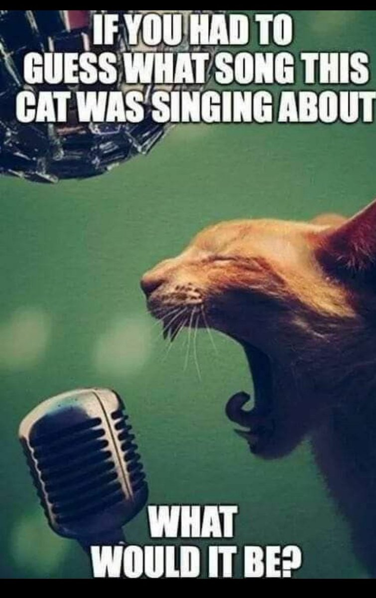 bridgetNsusie's tweet photo. #TuesdayTunesday
If you had to guess what song this cat was singing about... what would it be?
#KindnessStartsWithASmile #TheBridgetLisaNSusieShow #TBLASS https://t.co/mGnVyfBZkX