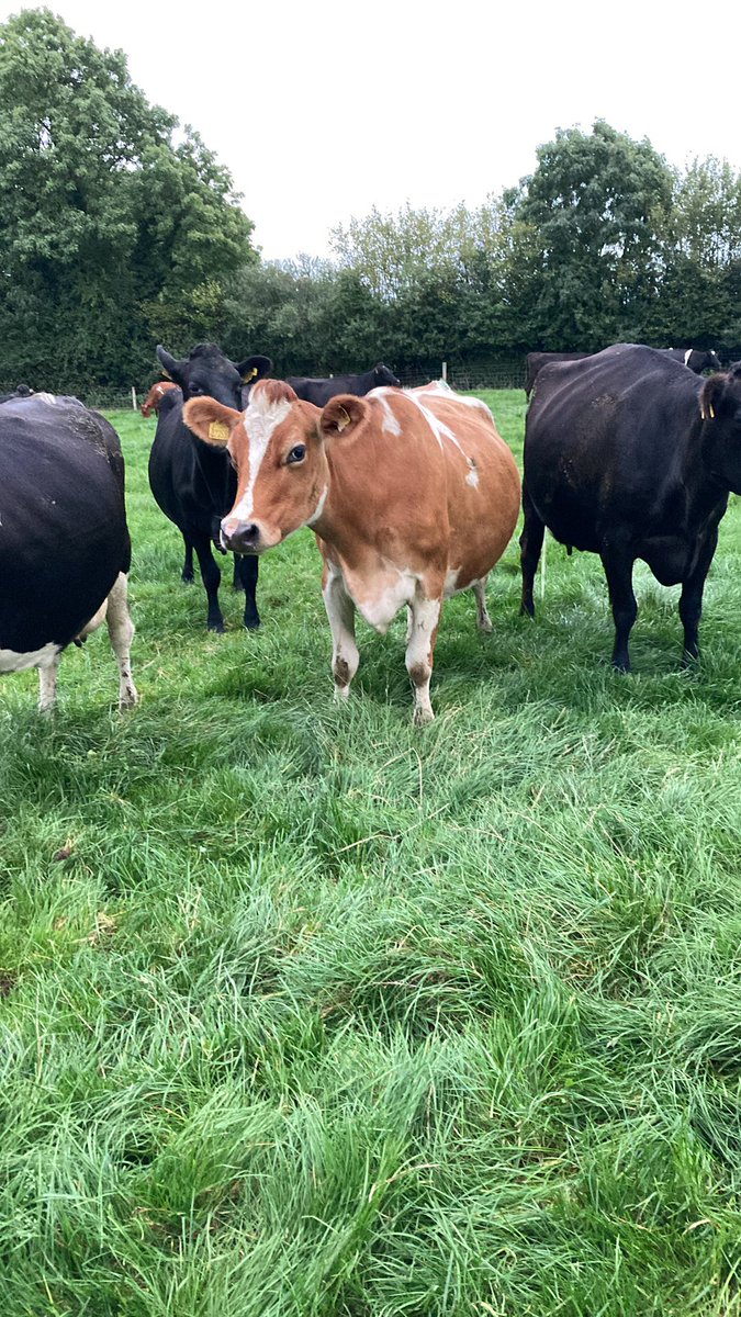 Great evening <a href="/davidkerr67/">David Kerr</a> farm yesterday with Laois macra <a href="/fethard_macra/">Fethard Macra</a> #biodiversity