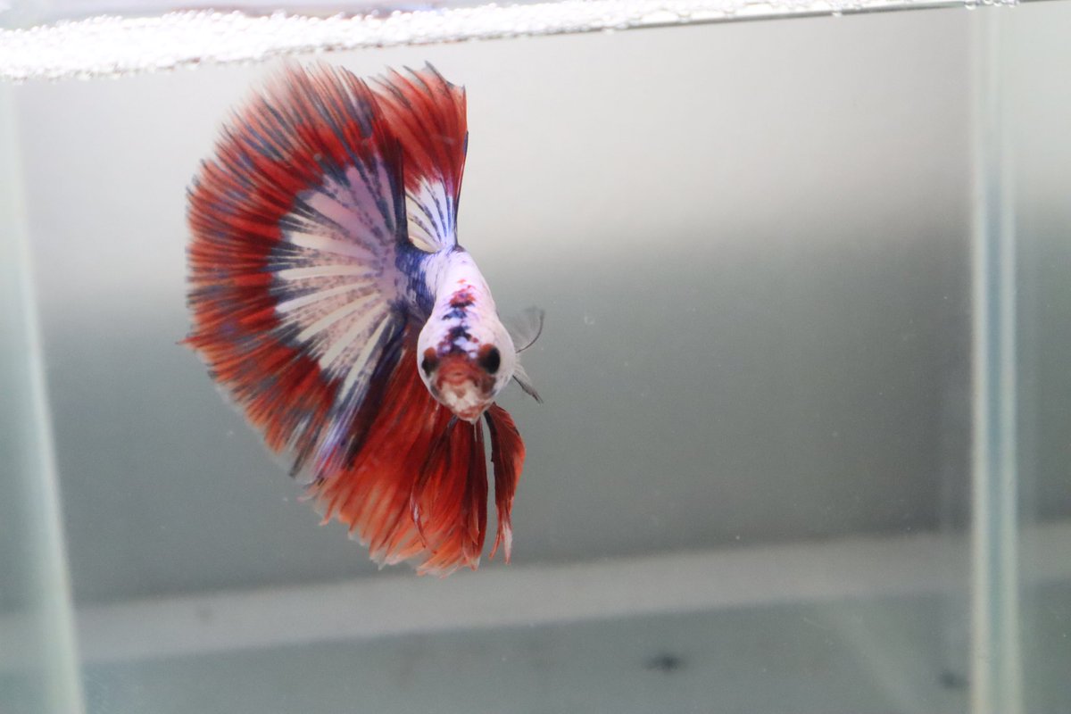 MammossB's tweet photo. #ปลากัด  #bettafish https://t.co/xmue2Z3Nlv