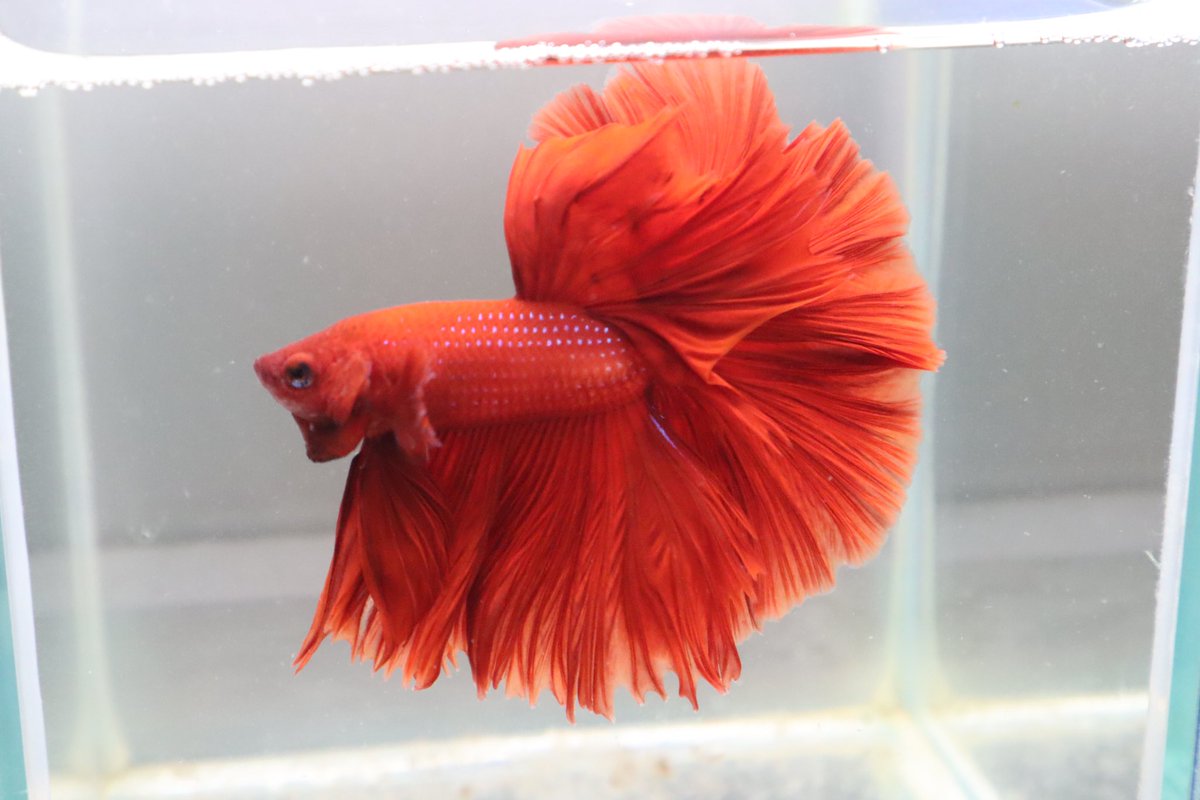 MammossB's tweet photo. #ปลากัด  #bettafish น้องแดง https://t.co/D0e5IkifN0