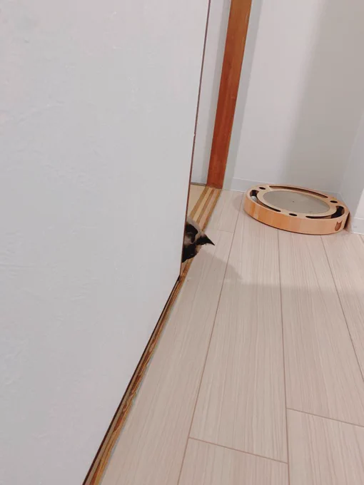 ちらみ 
