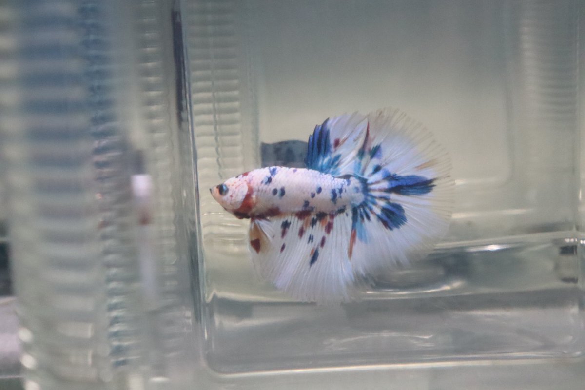 MammossB's tweet photo. #ปลากัด  #bettafish https://t.co/dnvasr0GYv