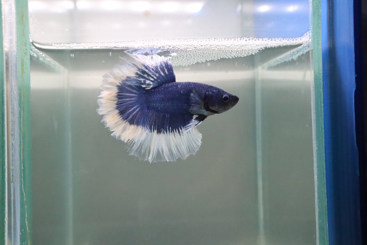 MammossB's tweet photo. #ปลากัด  #bettafish https://t.co/NK31mAtGOK