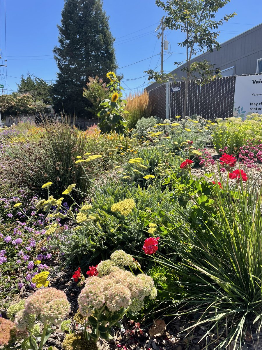 GreenGrowLS's tweet photo. So grateful to have been a part of this project &amp; to see everything in full bloom 🌻
•
Thanks @clca_central_coast for facilitating this tribute 🌸
•
#clcacentralcoast #tribute #memorialgarden #lovegrows #gardenlove https://t.co/XzGA7eq8qd