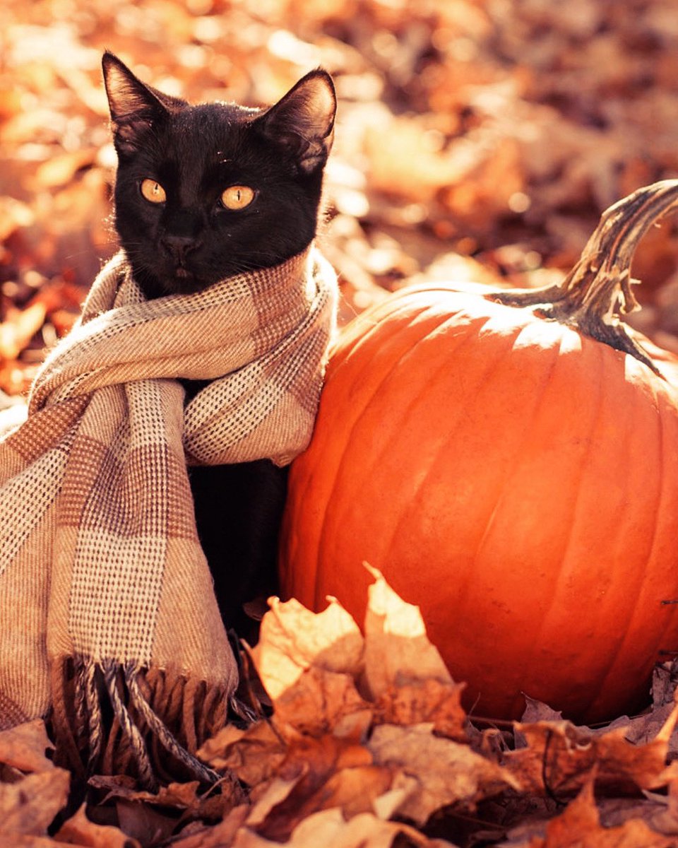 OctobersLeavess's tweet photo. Me when I wake up and there is a cool breeze outside: 🎃🍂 https://t.co/u73M7kqeYe