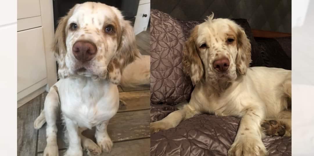 rosieDoc2's tweet photo. #SpanielHour πBELLA is still missing. itβs thought she was picked up 6/9/21 #Bempton #Bridlington #EASTYORKSHIRE #YO15
She knows the area so
Female/young adult lemon&white
CHIPPED #ClumberSpaniel
Much loved & very much missed
https://t.co/9286KTaYFa
@BlueFrenchie1 @bs2510 https://t.co/mNSyqnZiKt