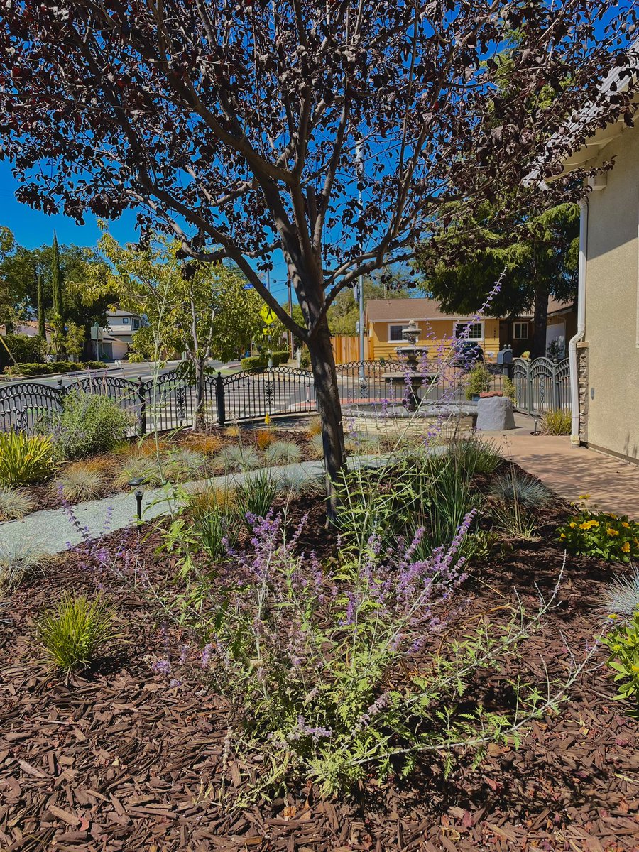 GreenGrowLS's tweet photo. Stopping by our clients to check on one of our recent landscapes. It has filled out nicely &amp; is looking gorgeous in it's matured state. Proof that nature works wonders when left to it's own devices. 🌱
•
#landscapedesign #grow #naturesbeauty #greenthumb #landscapeinstallation https://t.co/v0wjfzoSjs