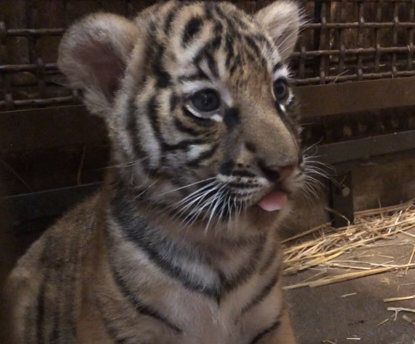 Happy #tongueouttuesday from our tiger cub! Mom and all three cubs are doing great.