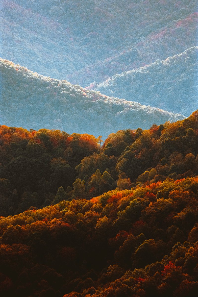 johncwingfield's tweet photo. A sea of gold in the Blue Ridge Mountains https://t.co/ZakEnZuiRc