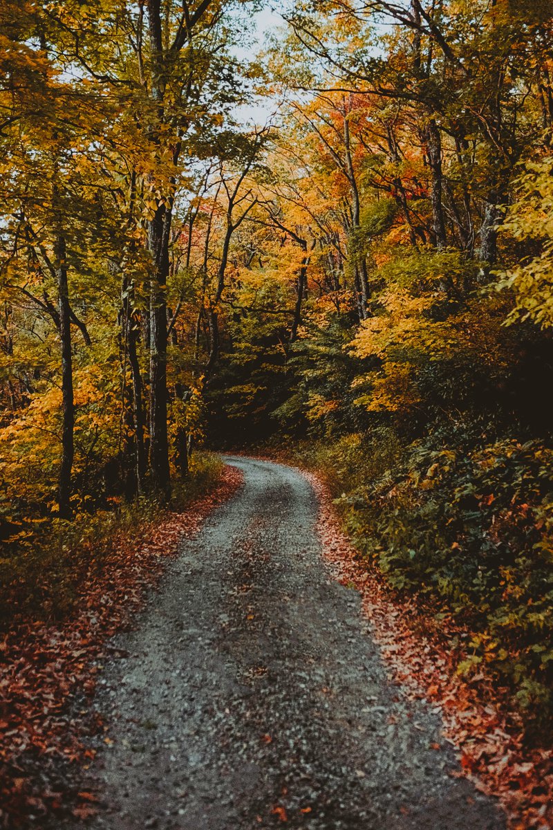 johncwingfield's tweet photo. A sea of gold in the Blue Ridge Mountains https://t.co/ZakEnZuiRc