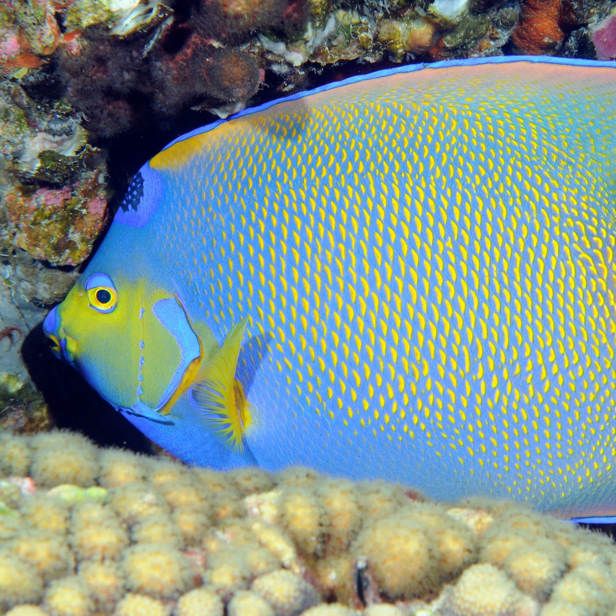 FGBNMS's tweet photo. Q is for Queen!
Several tropical #ReefFish are quite striking, even regal, in appearance, and have the title Queen as part of their common names. Please meet the Queen Angelfish, Queen Parrotfish, and Queen Triggerfish. The #QueenAngelfish even wears a crown!
#AlphabetDays https://t.co/67Cgdfvu3L