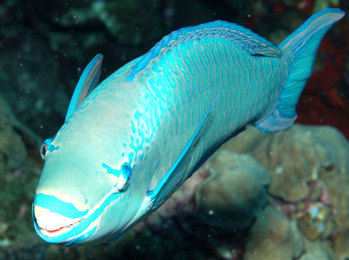 FGBNMS's tweet photo. Q is for Queen!
Several tropical #ReefFish are quite striking, even regal, in appearance, and have the title Queen as part of their common names. Please meet the Queen Angelfish, Queen Parrotfish, and Queen Triggerfish. The #QueenAngelfish even wears a crown!
#AlphabetDays https://t.co/67Cgdfvu3L