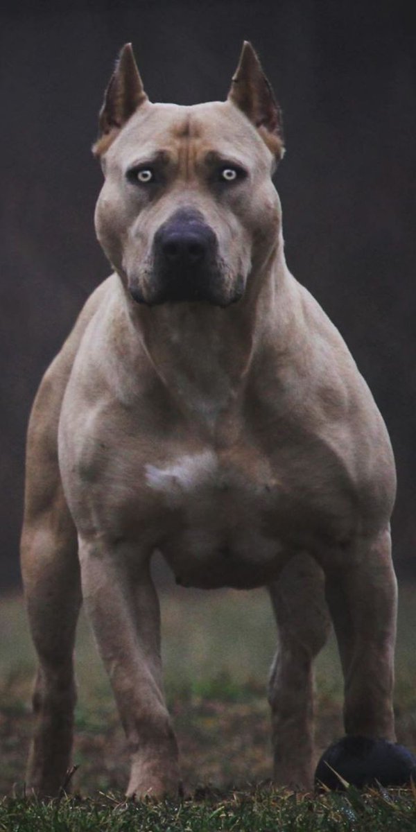 ODina vi dice : lasciate stare il cane 🐶 che dorme !

#NordStream2 
#Nordstream1 
#Gazprom