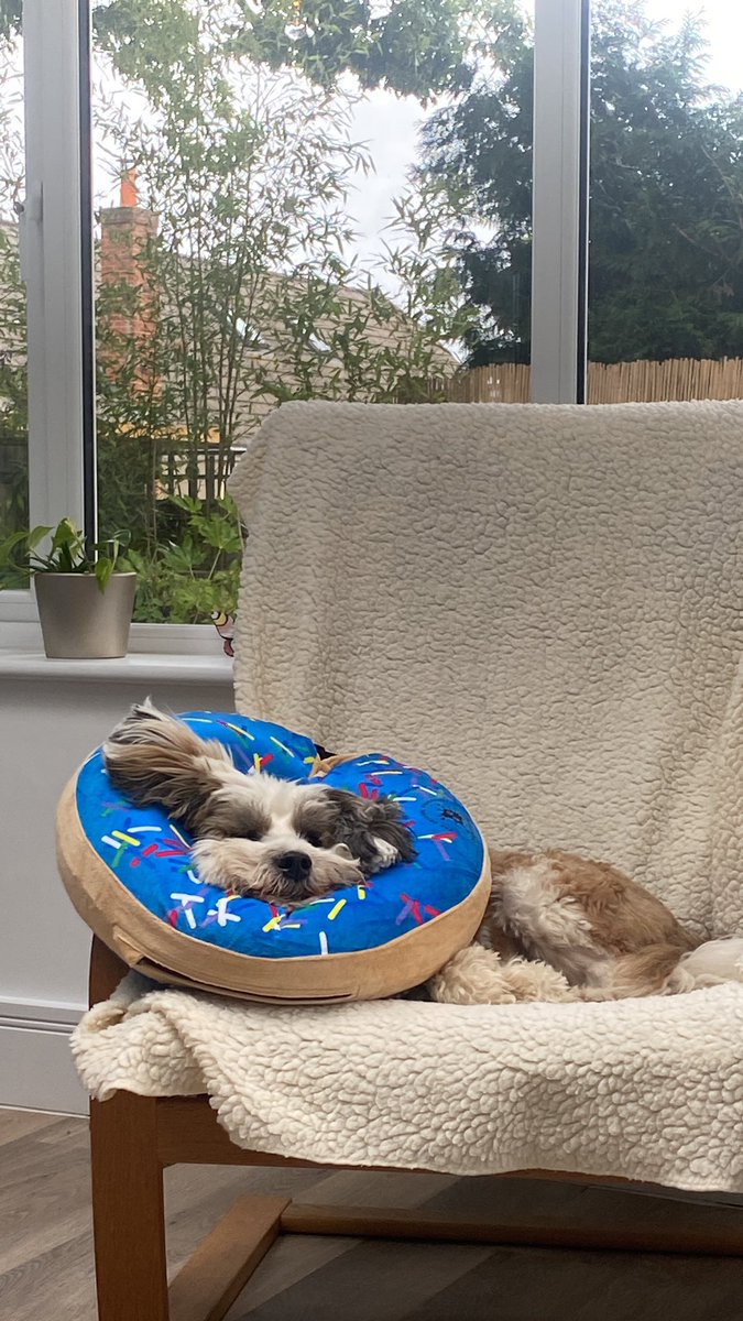 I had a little lump removed and have to wear this stupid neck thing to stop me licking - I’m not impressed although the pattern is quite cool 🐶 #tibetanterrier #feelingsorryformyself #blowupconeofshame #alfdog