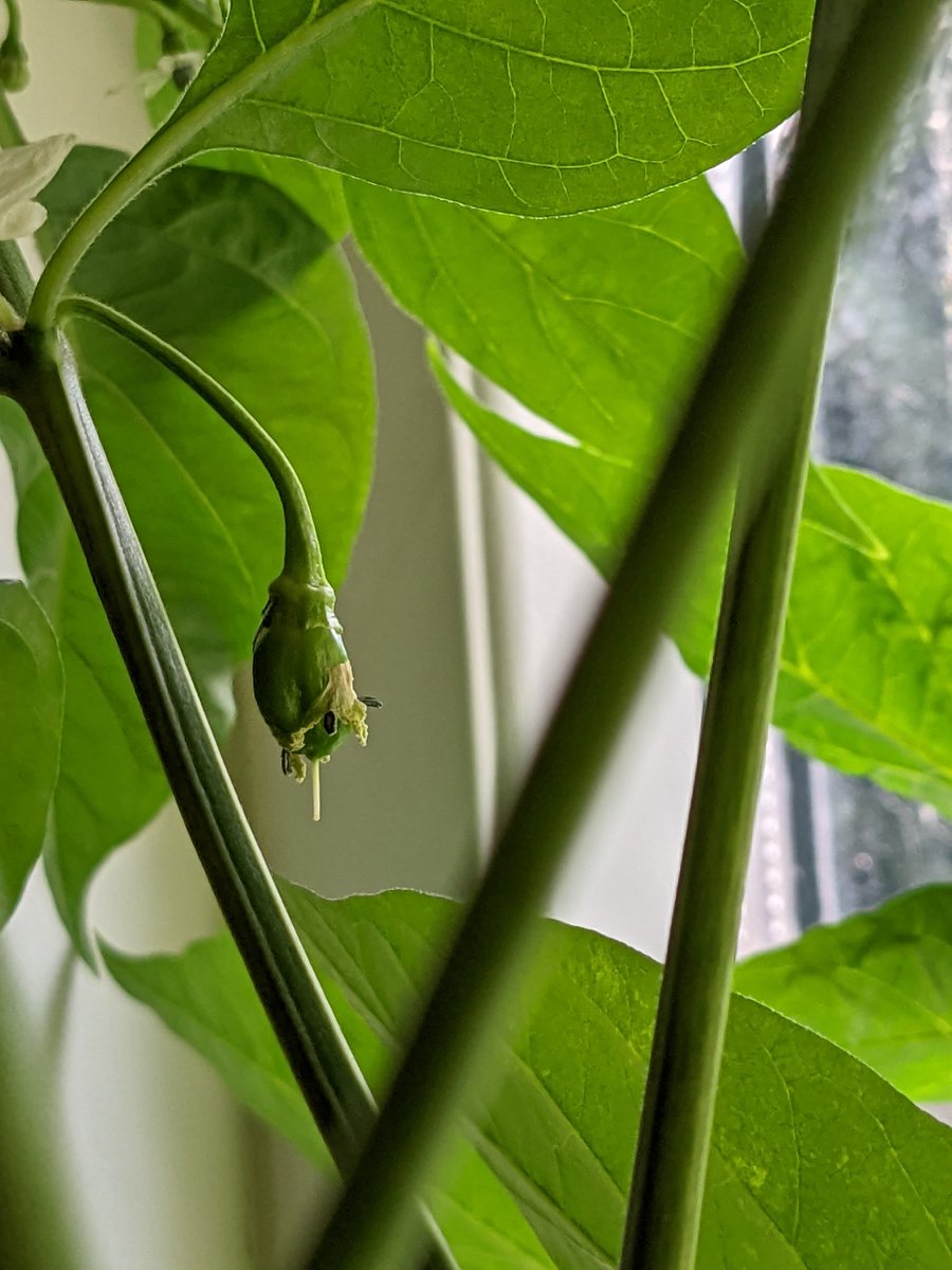 djspuddy's tweet photo. #pepperwatch finally I can see my first little habanero growing. Tons of flowers on these plants now as they take over the kitchen. https://t.co/JJWmfNqbdo