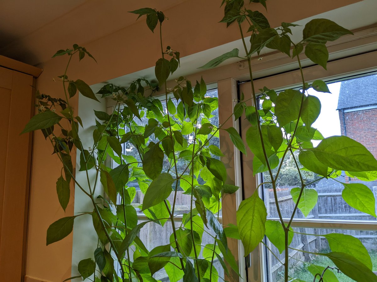 djspuddy's tweet photo. #pepperwatch finally I can see my first little habanero growing. Tons of flowers on these plants now as they take over the kitchen. https://t.co/JJWmfNqbdo