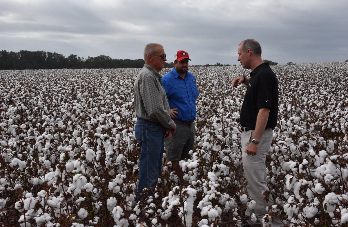 As Hurricane Ian approaches, regardless of its path and strength, we hope all people and property are spared. 

If you're a cotton farmer in Ian's path, consider these strategies shared by <a href="/NCExtension/">NC State Extension</a>, and above all, stay safe. bit.ly/3fiH6Vr
