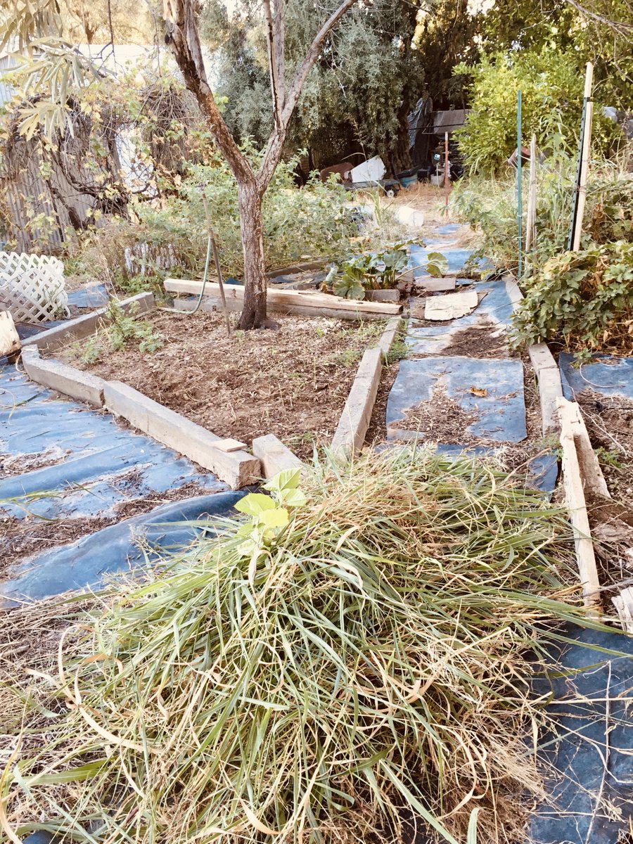 SmarterOlive's tweet photo. The only weed we grow on the ranch in California is #JohnsonGrass
Cleared this garden patch together with my #Mom last night
#OliveRanching #growinggenerations #rhubarbpie #smarterolive https://t.co/DCvntnFenZ