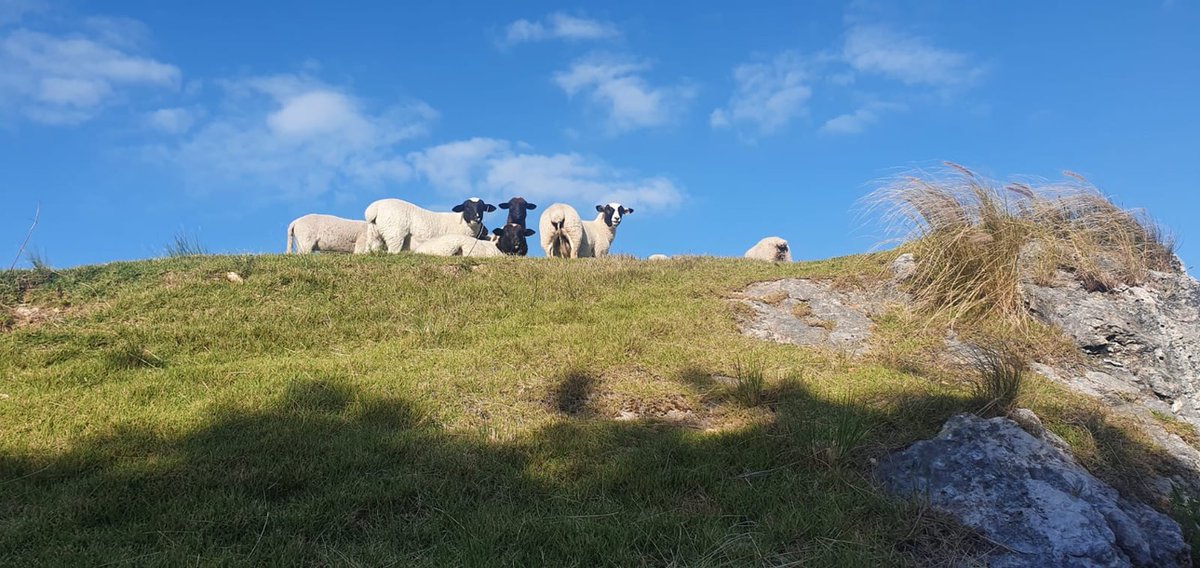 NatlMuseumBDA's tweet photo. Luckily, we made it through #HurricaneFiona with minimal damage to the Museum.
The NMB sheep-scapers fared well, too, and are hard at work making sure every last scrap of foliage is "cleaned up" (aka digested).
#nmbsheep #cleanup #eatup #sheepscapers #museumsheep https://t.co/qXlQjxNEnK