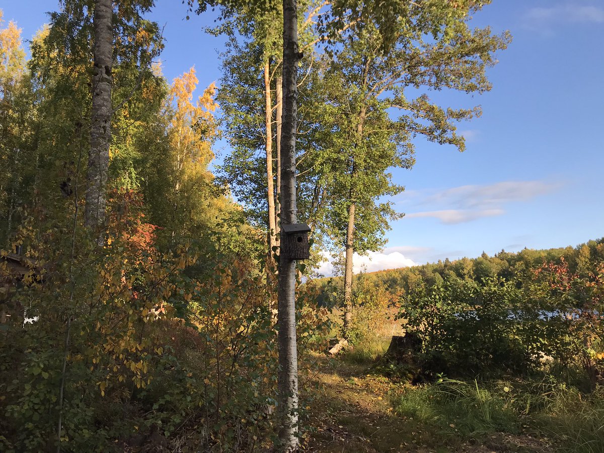 s_erja's tweet photo. Syksyiseen aikaan sen hehkuvaan taikaan mä saavuin taas❤️ mökki https://t.co/BgTTrzcDQt
