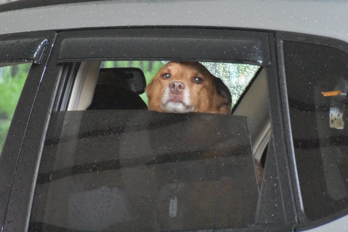 humane_solution's tweet image. The October 8th clinic is FULL and registration is now CLOSED. Keep an eye on your email if you have already registered for further information.