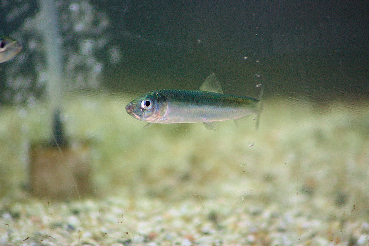 Journalof ExpBiol on Twitter "Without parents for guidance, juvenile