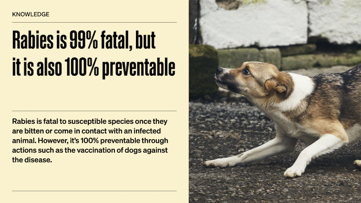 WOAH's tweet photo. #DYK? Rabies is 99% fatal 🚨 🐕 🚨 🐕 🚨 when you're bitten by a rabid animal and start to show symptoms. 
 
However, it’s 100% preventable! Don’t hesitate, vaccinate dogs against #rabies! 
 
#WorldRabiesDay https://t.co/6AEseTkBOY