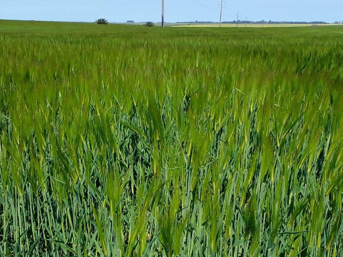agromil_ltda's tweet photo. #Cebada con #MicrostarPZ, entrando en floración, 👌 muy buen potencial. 📍 Young, Río Negro. 👥 @RizobacterU y Agromil.
#MicrostarCebada #RizobacterUruguay https://t.co/7mL2U6xgJB