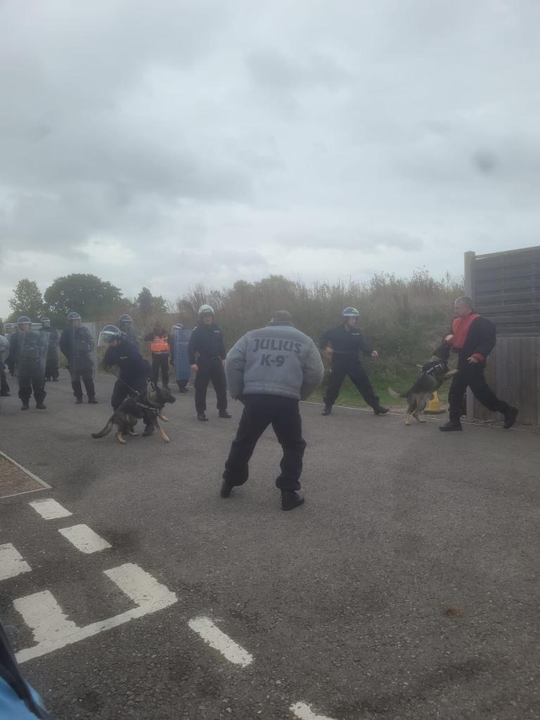 PDFranky's tweet photo. The G Litter girls, PD Gerri and PD Goose, showed what they can do at PSU training today 💪🏻 They obviously both thoroughly enjoyed it! #dorsetpolice #PSUtraining #policedog #GSD #notrainnogain #crowddispersal https://t.co/winsIIEztE