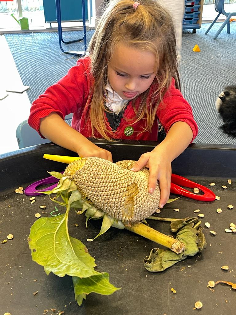DreghornPrimary's tweet photo. Today in primary 1, we used sunflowers to help us ask questions. How many seeds are there? Why is it so big? Where did they come from? #questioningskills #exploringnature #learningthroughplay https://t.co/b5a7wM3h5w