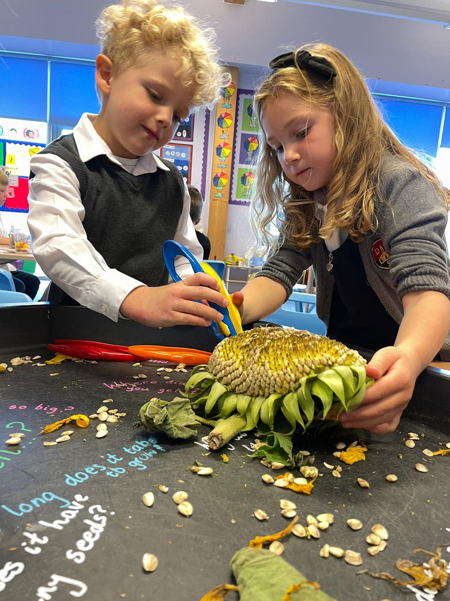 DreghornPrimary's tweet photo. Today in primary 1, we used sunflowers to help us ask questions. How many seeds are there? Why is it so big? Where did they come from? #questioningskills #exploringnature #learningthroughplay https://t.co/b5a7wM3h5w