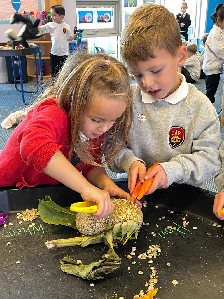 DreghornPrimary's tweet photo. Today in primary 1, we used sunflowers to help us ask questions. How many seeds are there? Why is it so big? Where did they come from? #questioningskills #exploringnature #learningthroughplay https://t.co/b5a7wM3h5w