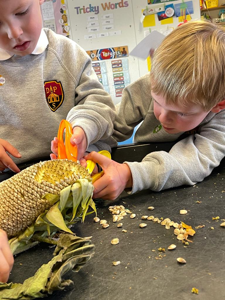 DreghornPrimary's tweet photo. Today in primary 1, we used sunflowers to help us ask questions. How many seeds are there? Why is it so big? Where did they come from? #questioningskills #exploringnature #learningthroughplay https://t.co/b5a7wM3h5w