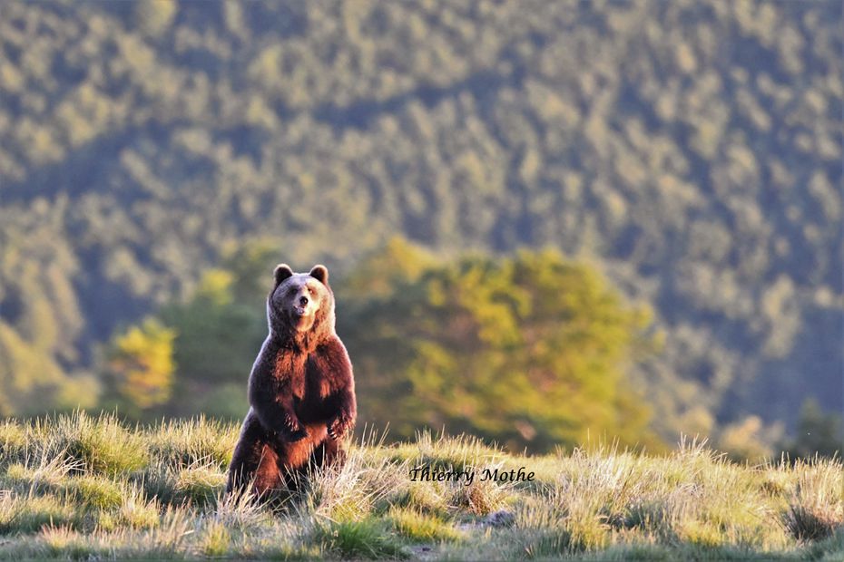 F3Occitanie's tweet photo. VIDÉO. Des oursons grimpeurs observés dans les Pyrénées, au moins 5 nouvelles portées en 2022 https://t.co/neZIMnjo1A https://t.co/SctkQvjYML