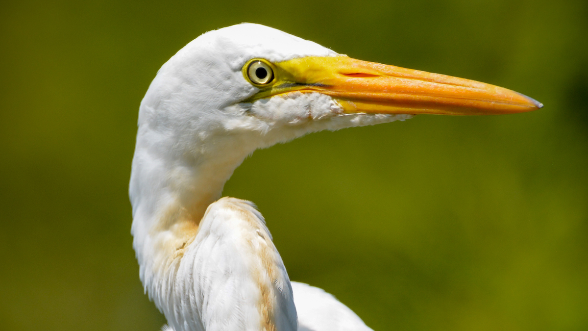 BirdNoteRadio's tweet photo. Join us TOMORROW, September 28th at 4pm EST / 1pm PST for the collaborative Wikipedia Edit-a-Thon! Learn about the event and register here: https://t.co/XSk7ulD5C5

Great Egret © Jen Goellnitz https://t.co/qf7jp1T8Yk