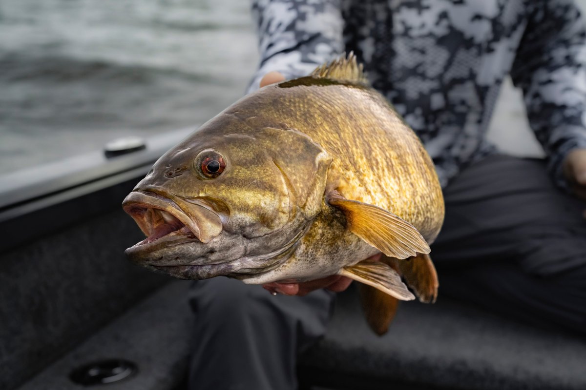 KastKingUSA's tweet photo. Did you know?
The lines on the sides of a smallmouth bass fade with age.
#fishstrong #kastking https://t.co/xTpwnX0ghi