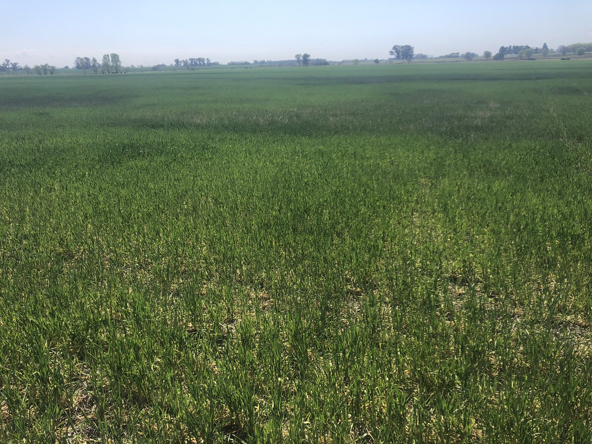 LopezdeSabando's tweet photo. Apoyando decisiones de estructura de cultivo en gruesa y nutrición en fina con datos de agua disponible, “el dato 2022”. #agriculturadeprecision #agroadaptativo @jmg_agro https://t.co/6h5eHGGw16