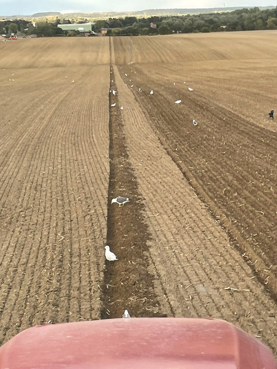 mfmark232's tweet image. Straight as an arrow