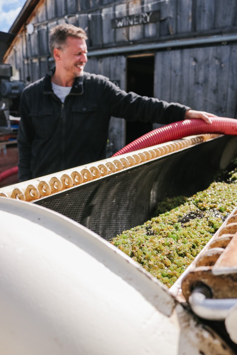 L'Acadie Blanc is the first up to harvest this year - minimal rain this season has led to juicy, highly concentrated cluster; an excellent result for winemaking! #DiscoverON #winecountryontario #bluemountains #sgeorgianbay #ontario #winetravel